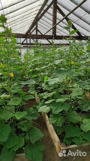 Огурцы свежие домашние