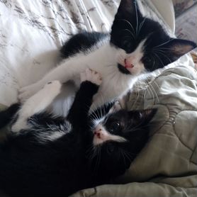Домашние животные котята
