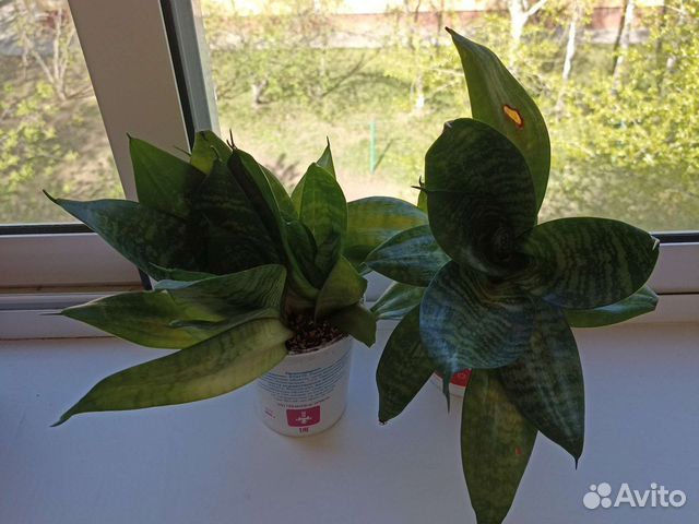 Сансевиерия