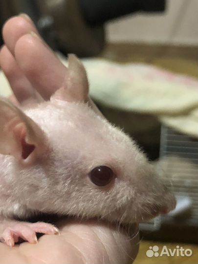 Крыса Дамбо