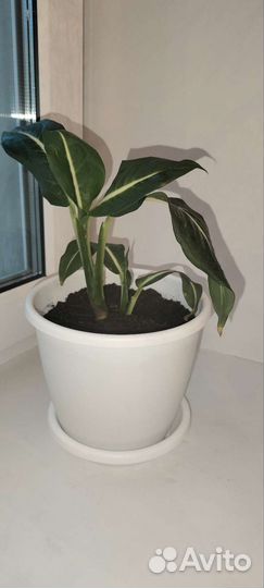 Диффенбахия Green Magic