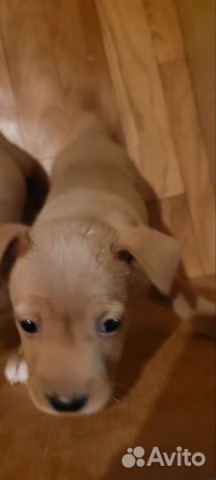 Отдам в добрые руки