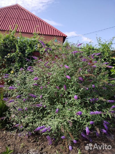 Растения для сада