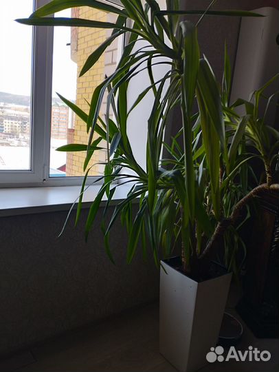 Пальма юкка