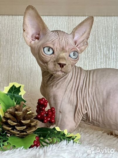 Канадский сфинкс