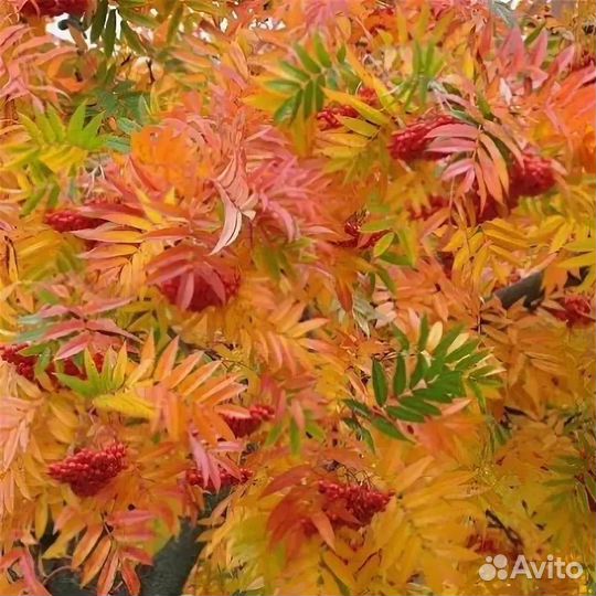 Рябина додонг