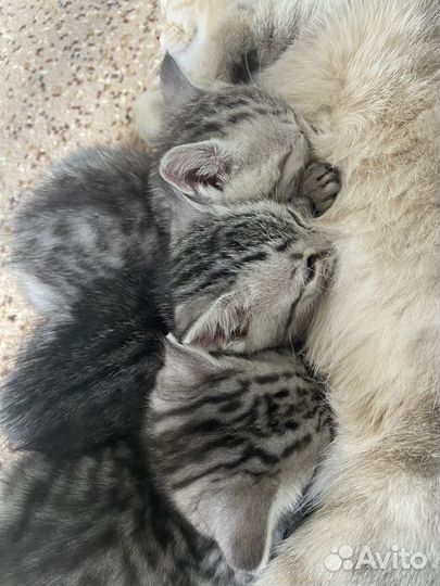 Отдам в добрые руки милых котят