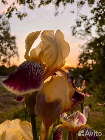 Солнцеивино бородатый ирис сортовой