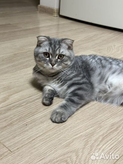 Шотландский вислоухий кот бесплатно