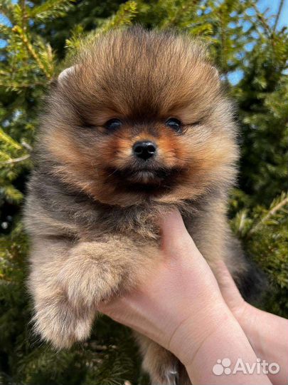 Померанский шпиц