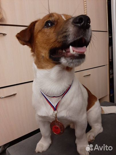 Вязка кобель джек рассел