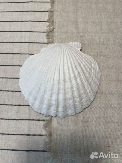 Ракушка для закусок, украшений