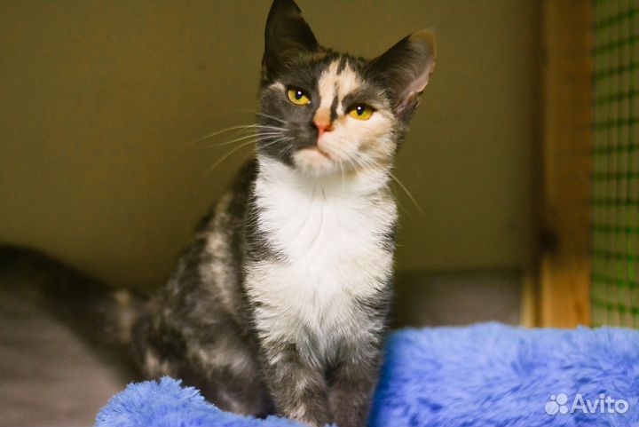 Котенок девочка 4 месяца