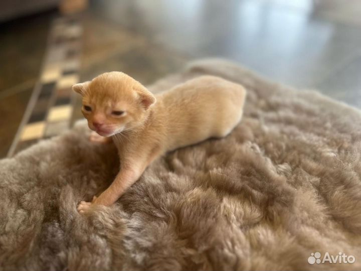 Абиссинские котята