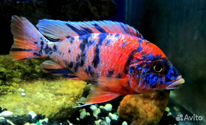 Цихлида Аулонокара мультиколор