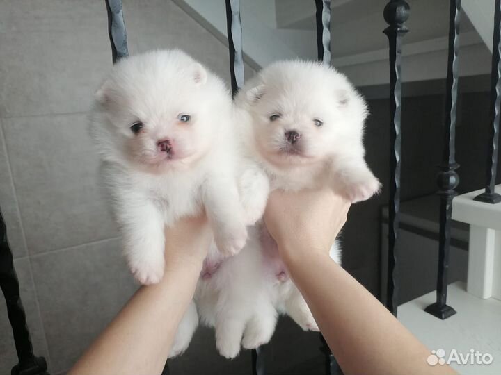 Девочка и мальчик