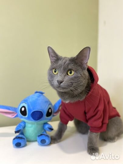 Одежда для кошек и собак мелких пород опт