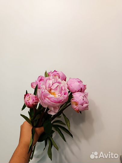 Пакет женских вещей M-L