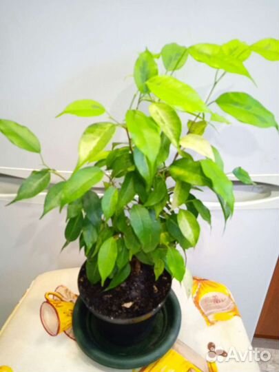 Сортовые фикусы бенджамина