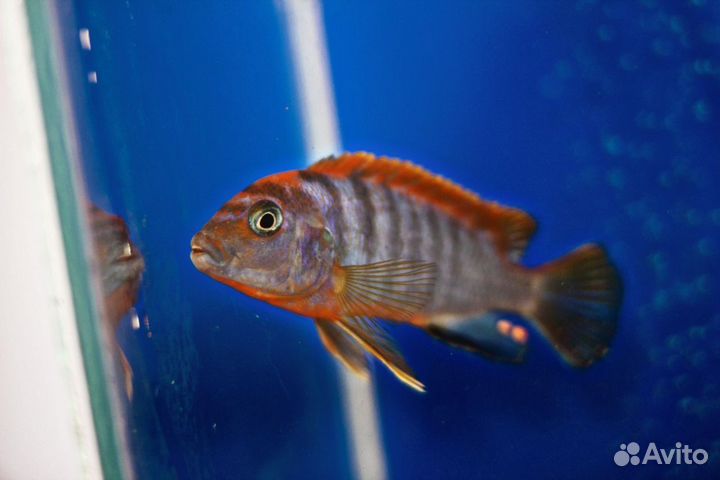 Рыбки цихлиды