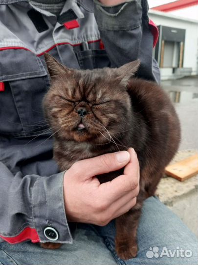 Кот в добрые руки