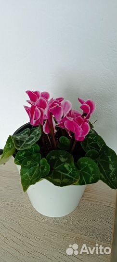 Цикламен розовый
