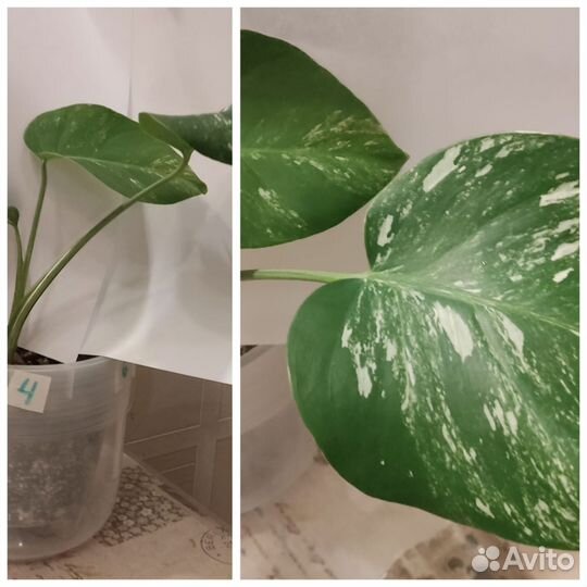 Монстера вариегатная