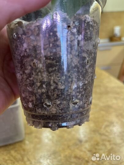 Алоэ вера растение