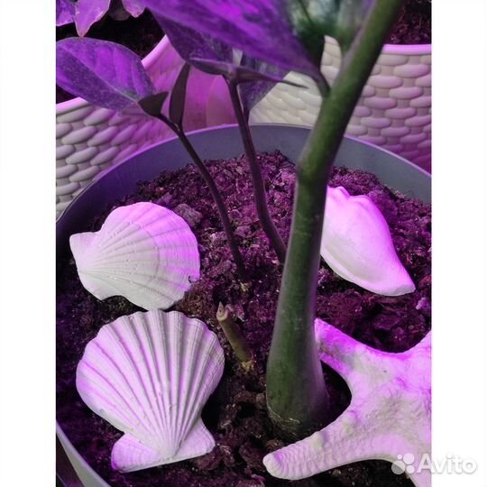 Декор из гипса Ракушки (36 шт)