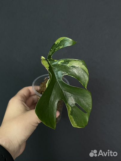 Рафидофора вариегатная