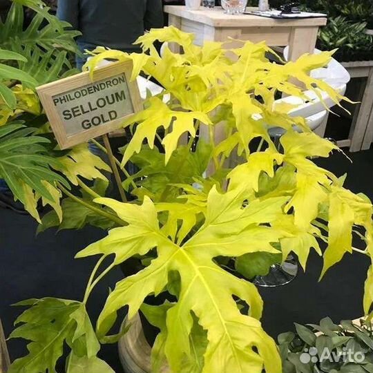 Филодендрон Варшевича Голд Сатин