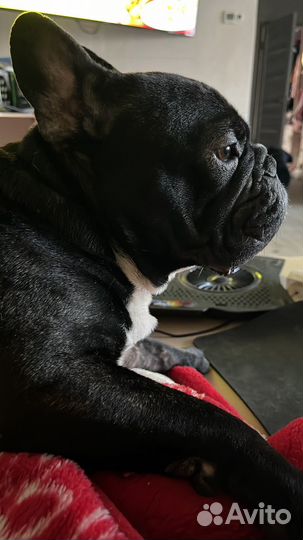 Французский бульдог вязка кабель