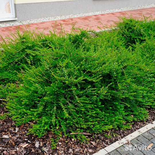 Жимолость блестящая