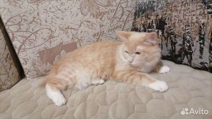 Кошки курильский бобтейл