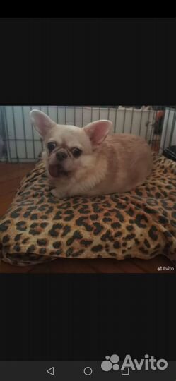 Чихуахуа(девочка) 5 лет