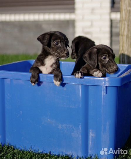 Собака в добрые руки щенок девочка