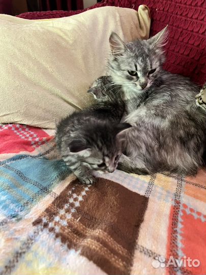 Котятки мышеловки и птицеловки в добрые руки