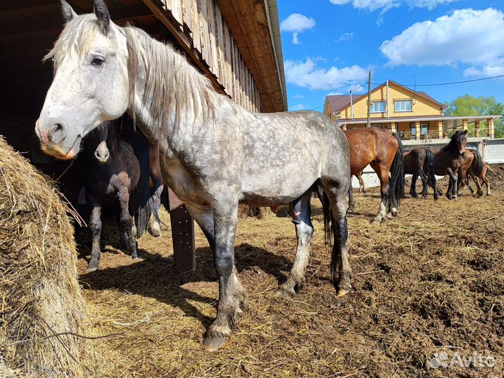 Жеребец орловский рысак