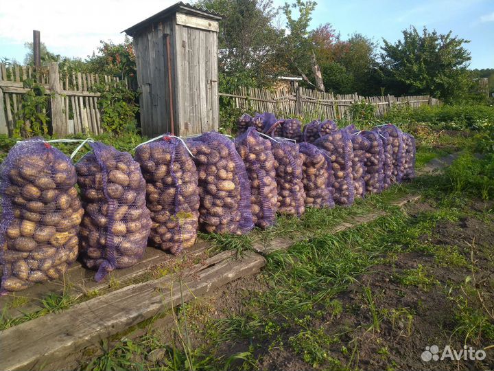 Продам картофель