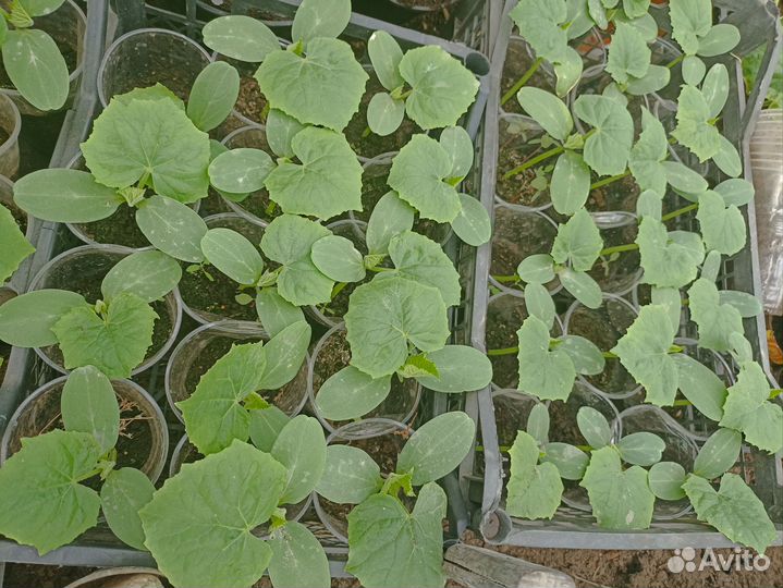 Продам рассаду