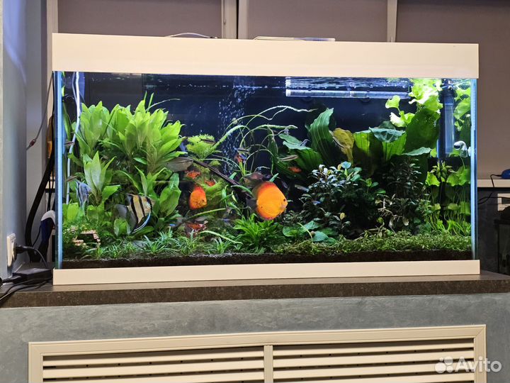 Аквариум