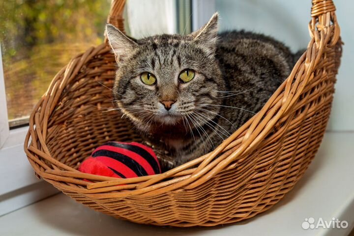 Кот Леопольд ищет дом