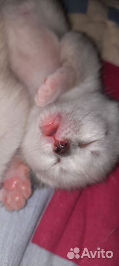 Сиамские котята