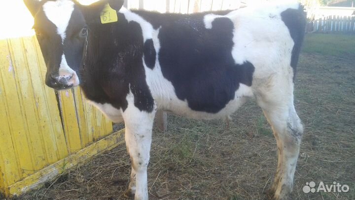 Бычок 5 месяцев