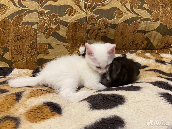 Шотландские котята