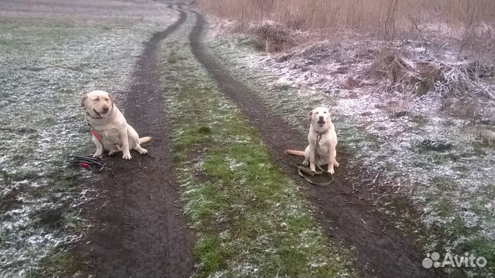 Дрессировка собак Кинолог
