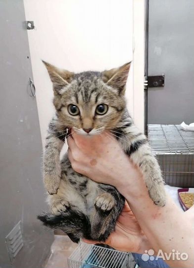 Котенок(девочка) в Добрые руки