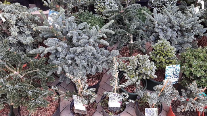 Пихта сосна ель на штамбе