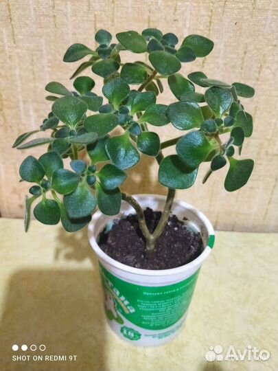 Аихризон махровый