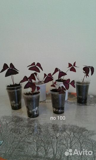 Кислица оксалис